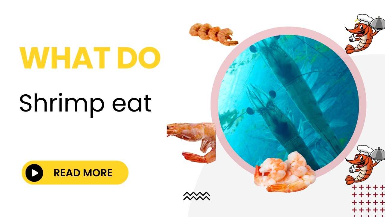 what do shrimp eat